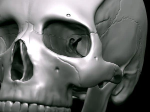 3D Detailed High Poly Human Skull 3D Model