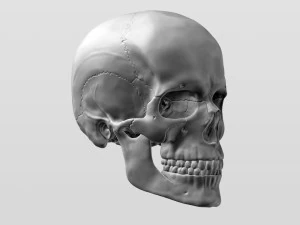 3D Detailed High Poly Human Skull 3D Model