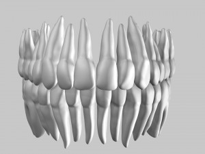 3D Detailed High Poly Human Skull 3D 모델