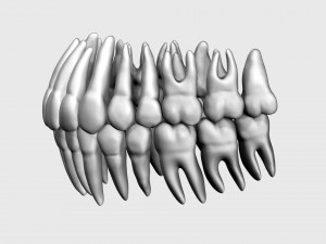 3D Detailed High Poly Human Skull 3D 모델