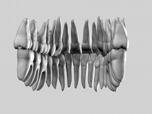 3D Detailed High Poly Human Skull 3D 모델