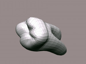 3D Detailed High Poly Human Skull 3D 모델