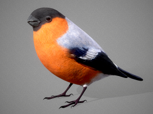 Bird Bullfinch Model 3D