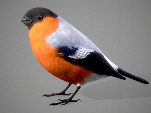 Bird Bullfinch Model 3D