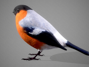 Bird Bullfinch Model 3D