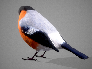 Bird Bullfinch Model 3D