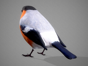 Bird Bullfinch Model 3D