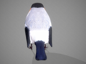 Bird Bullfinch Model 3D