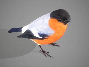 Bird Bullfinch Model 3D