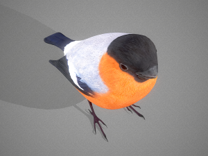 Bird Bullfinch Model 3D