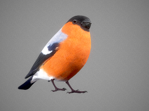 Bird Bullfinch Model 3D