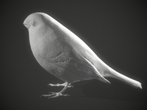 Bird Bullfinch Model 3D