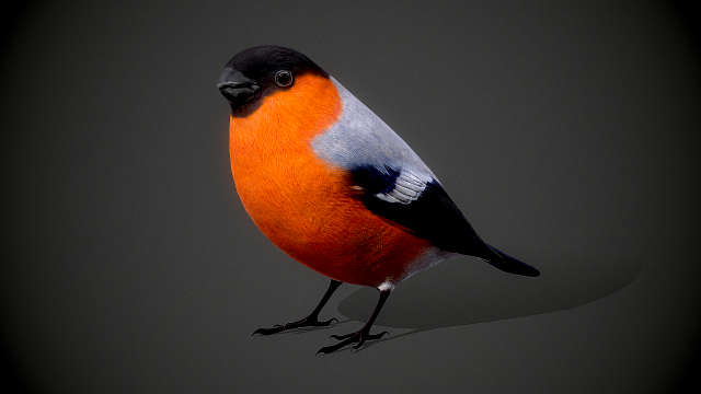 Bird Bullfinch Model 3D .c4d .max .obj .3ds .fbx .stl .blend 