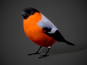 鳥ウソ 3Dモデル