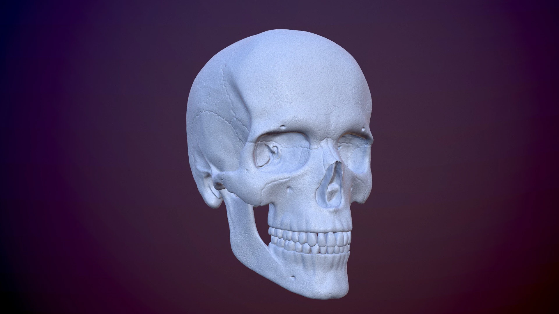 3D Detailed High and Low Poly Human Skull 3D Model .c4d .max .obj .3ds .fbx .stl .blend 