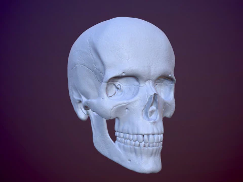 3D Detailed High and Low Poly Human Skull 3D Model