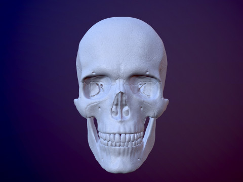 3D Detailed High and Low Poly Human Skull 3D 모델
