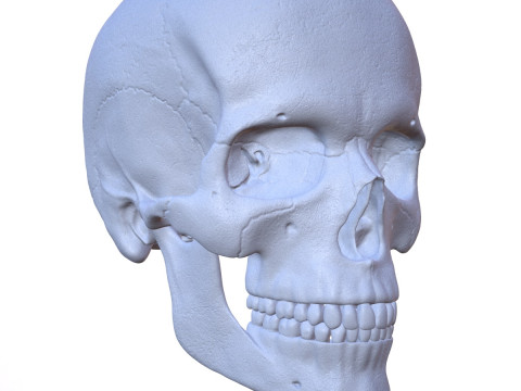 3D Detailed High and Low Poly Human Skull 3D 모델