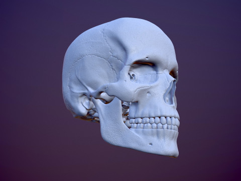 3D Detailed High and Low Poly Human Skull 3D 모델