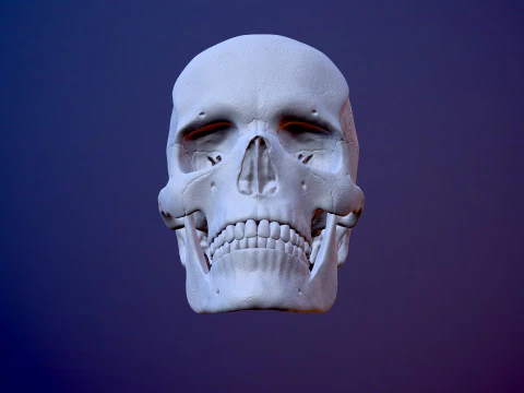 3D Detailed High and Low Poly Human Skull 3D Model