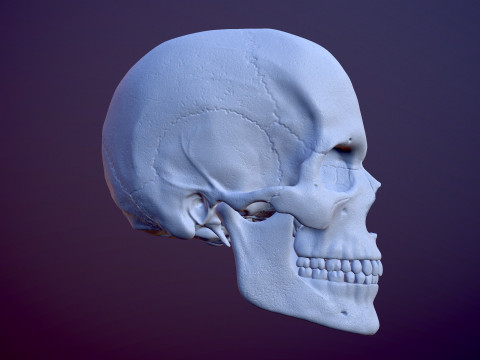 3D Detailed High and Low Poly Human Skull 3D 모델