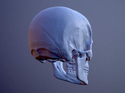 3D Detailed High and Low Poly Human Skull 3D 모델