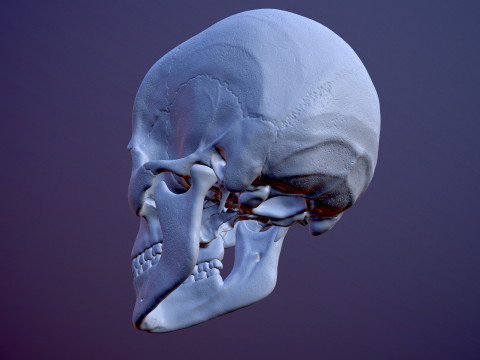 3D Detailed High and Low Poly Human Skull 3D 모델
