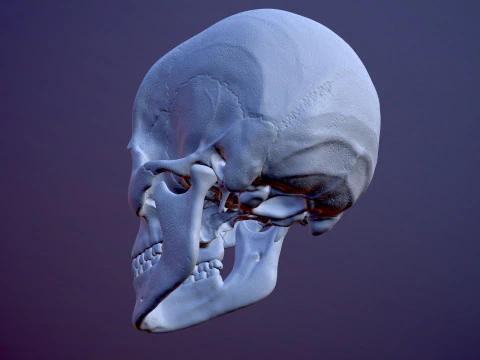 3D Detailed High and Low Poly Human Skull 3D Model