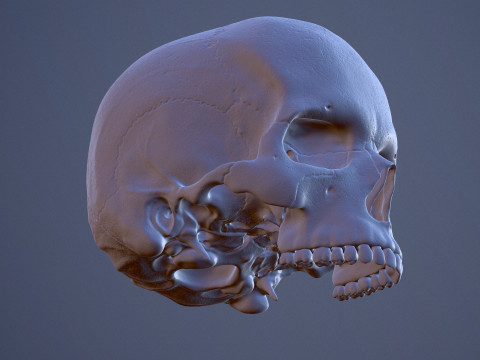 3D Detailed High and Low Poly Human Skull 3D 모델