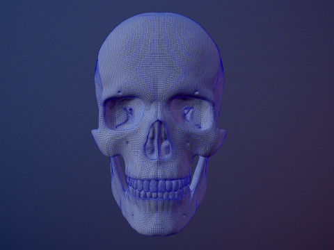 3D Detailed High and Low Poly Human Skull 3D 모델