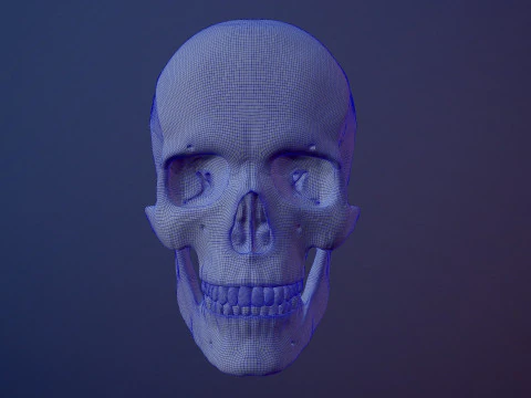 3D Detailed High and Low Poly Human Skull 3D Model