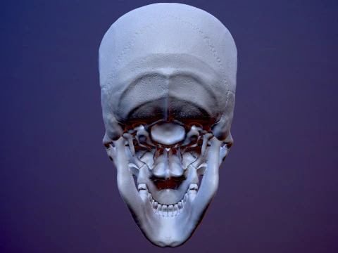 3D Detailed High and Low Poly Human Skull 3D Model