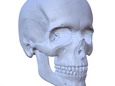 3D Detailed High and Low Poly Human Skull 3D Model