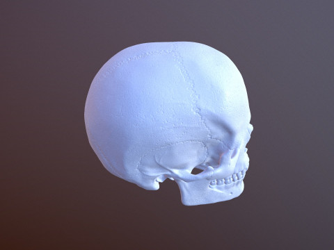 3D Detailed High and Low Poly Human Skull 3D 모델