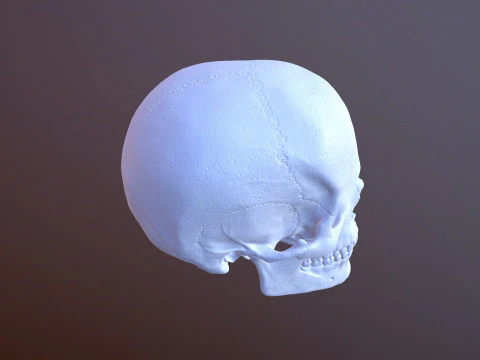 3D Detailed High and Low Poly Human Skull 3D Model