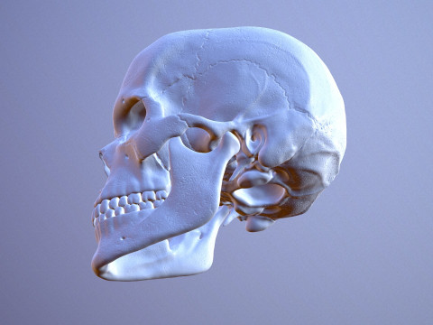3D Detailed High and Low Poly Human Skull 3D 모델