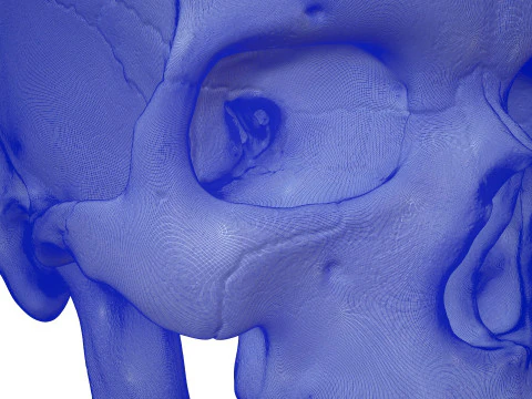 3D Detailed High and Low Poly Human Skull 3D Model