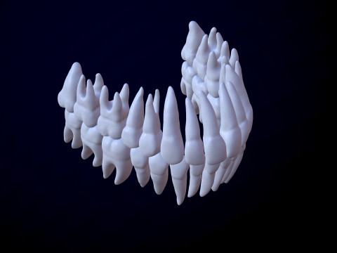 3D Detailed High and Low Poly Human Skull 3D 모델