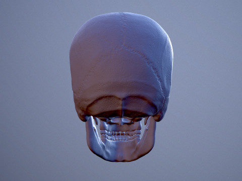 3D Detailed High and Low Poly Human Skull 3D 모델