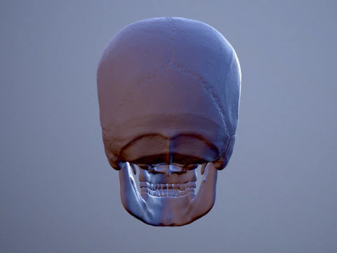3D Detailed High and Low Poly Human Skull 3D Model