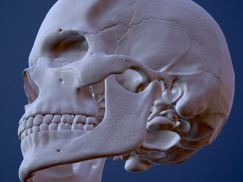 3D Detailed High and Low Poly Human Skull 3D 모델