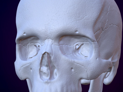 3D Detailed High and Low Poly Human Skull 3D 모델