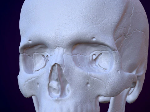 3D Detailed High and Low Poly Human Skull 3D Model