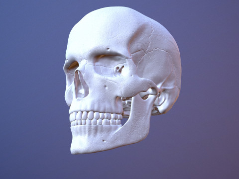 3D Detailed High and Low Poly Human Skull 3D 모델