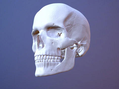 3D Detailed High and Low Poly Human Skull 3D Model