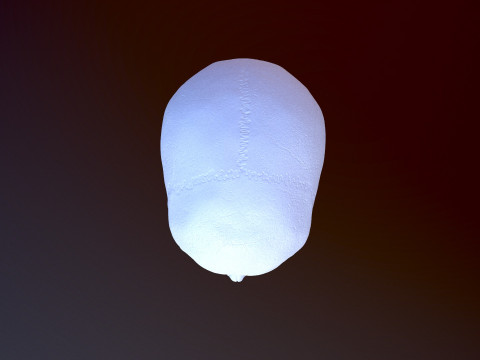 3D Detailed High and Low Poly Human Skull 3D 모델