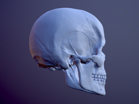 3D Detailed High and Low Poly Human Skull 3D 모델
