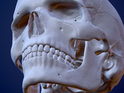 3D Detailed High and Low Poly Human Skull 3D 모델