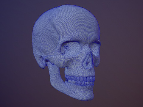 3D Detailed High and Low Poly Human Skull 3D 모델