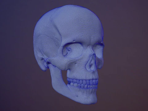 3D Detailed High and Low Poly Human Skull 3D Model